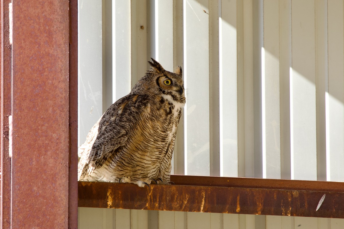 Great Horned Owl - ML620191420
