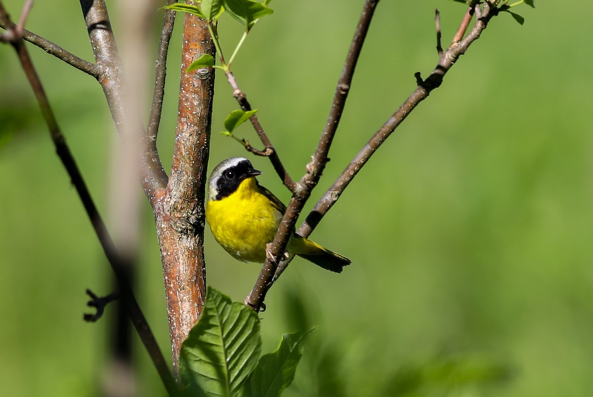 Common Yellowthroat - Debbie Parker