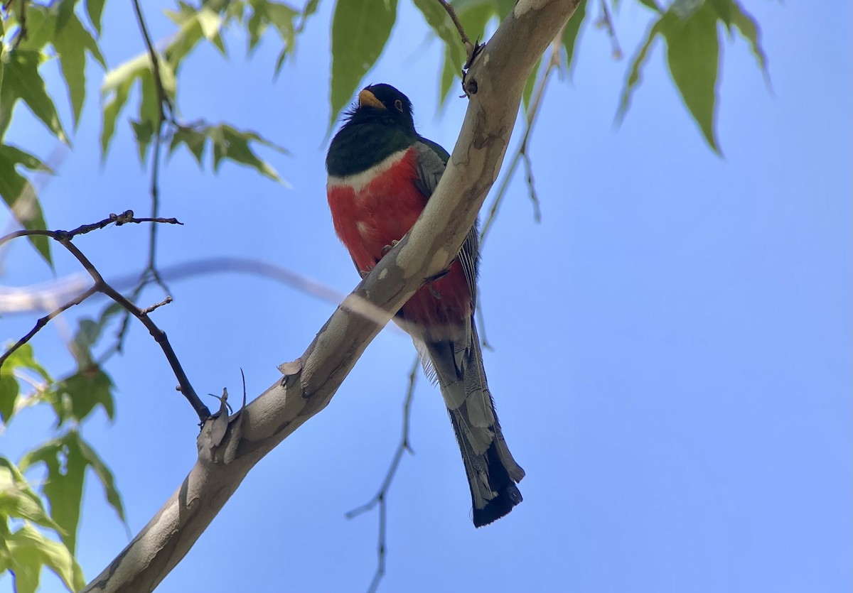 Elegant Trogon (Coppery-tailed) - ML620191436