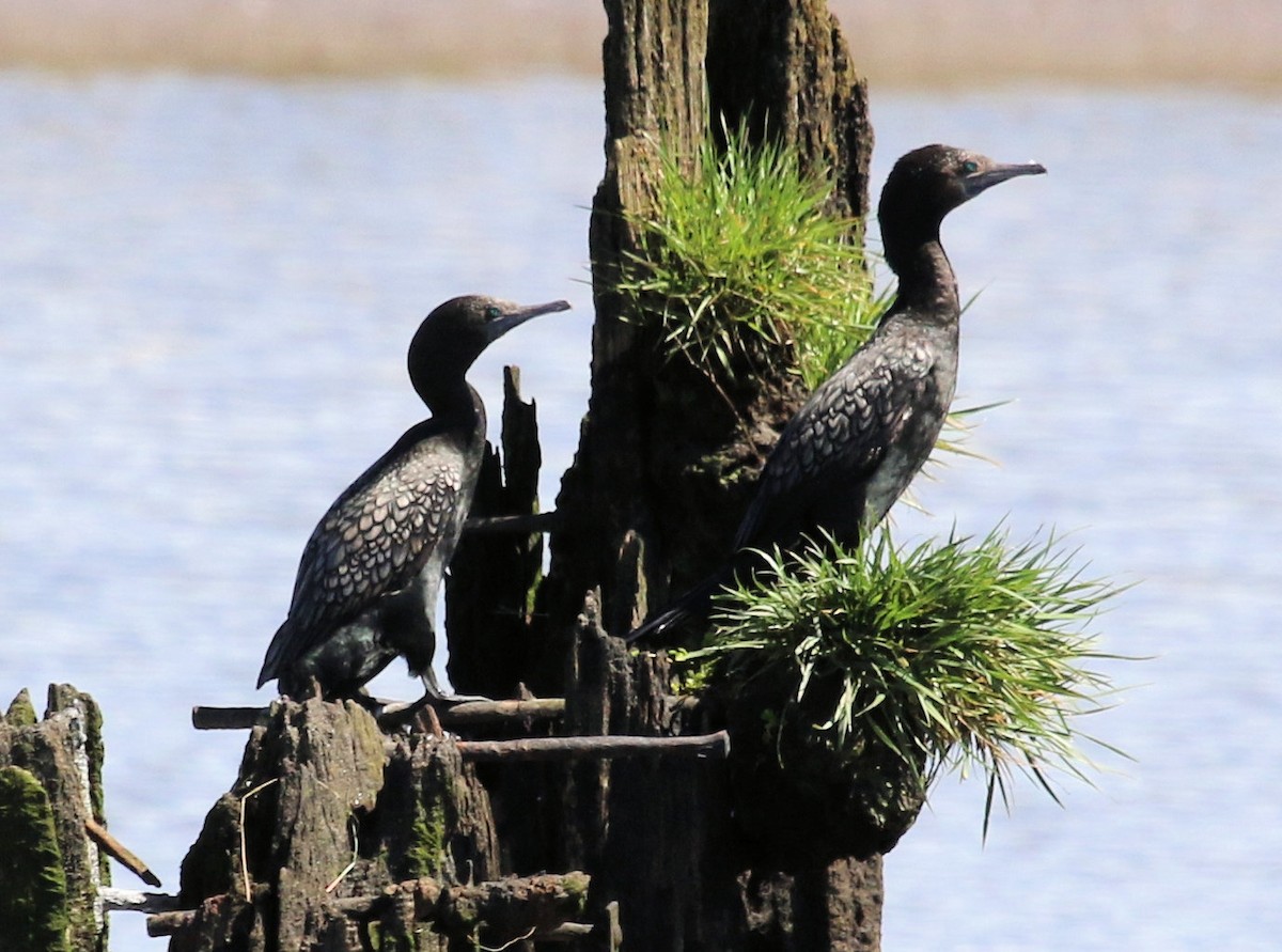 Little Black Cormorant - ML620191440