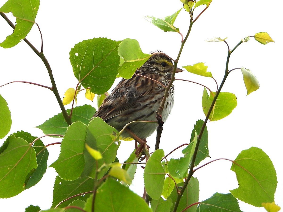 Savannah Sparrow - ML620191444