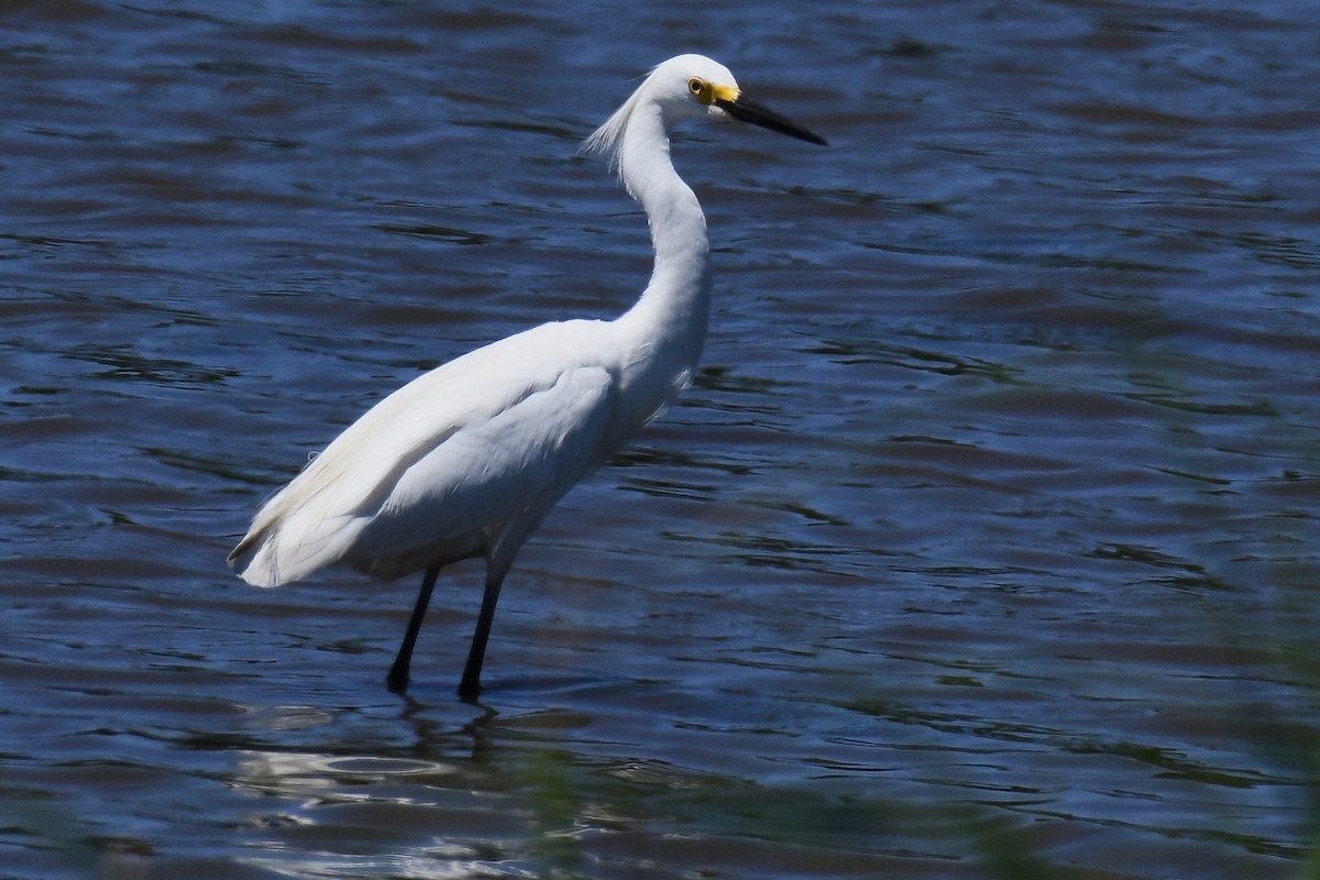 Great Egret - ML620191447