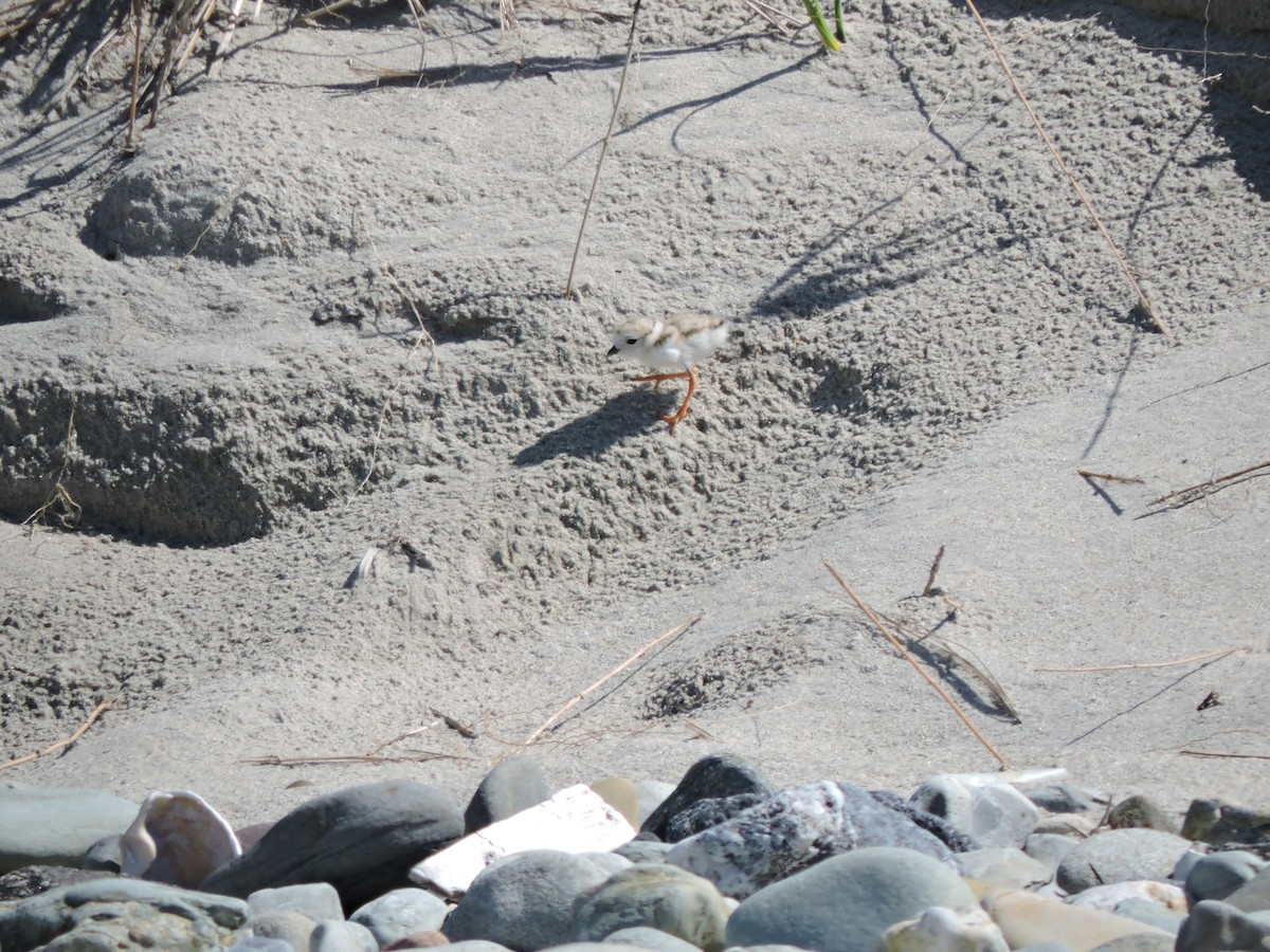 Piping Plover - ML620191449