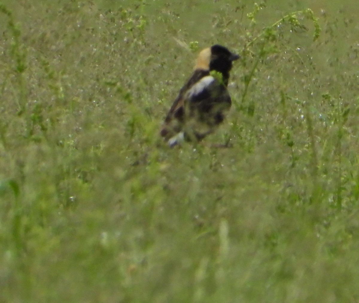 Bobolink - ML620191450