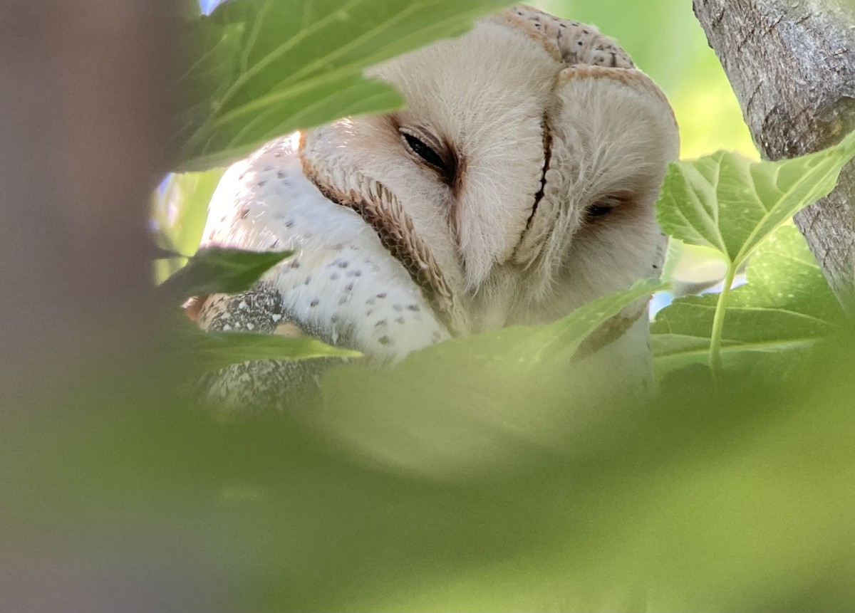 Barn Owl (American) - ML620191454