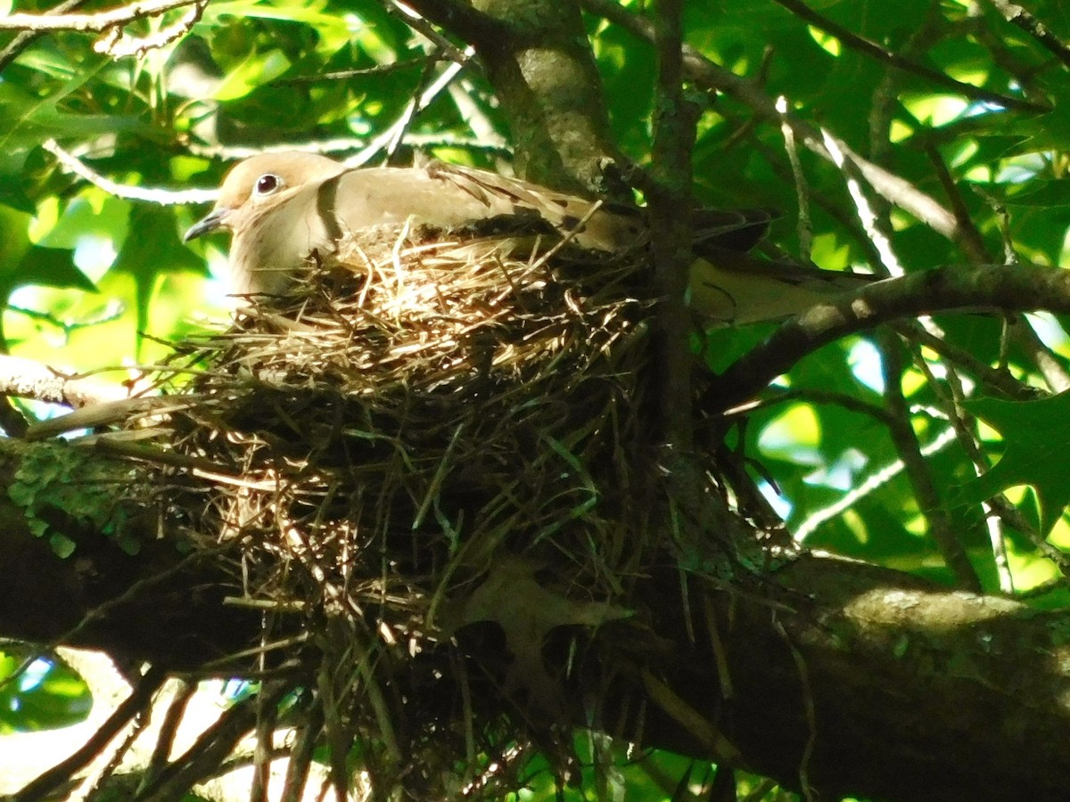 Mourning Dove - ML620191464