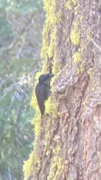 Black-backed Woodpecker - ML620191465