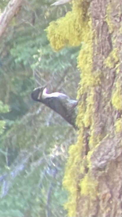 Black-backed Woodpecker - ML620191466