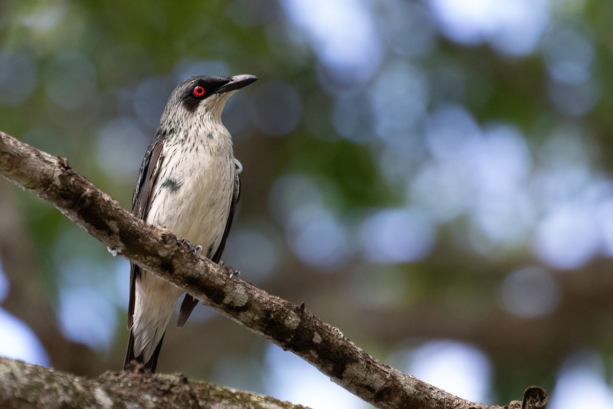 Metallic Starling - ML620191467