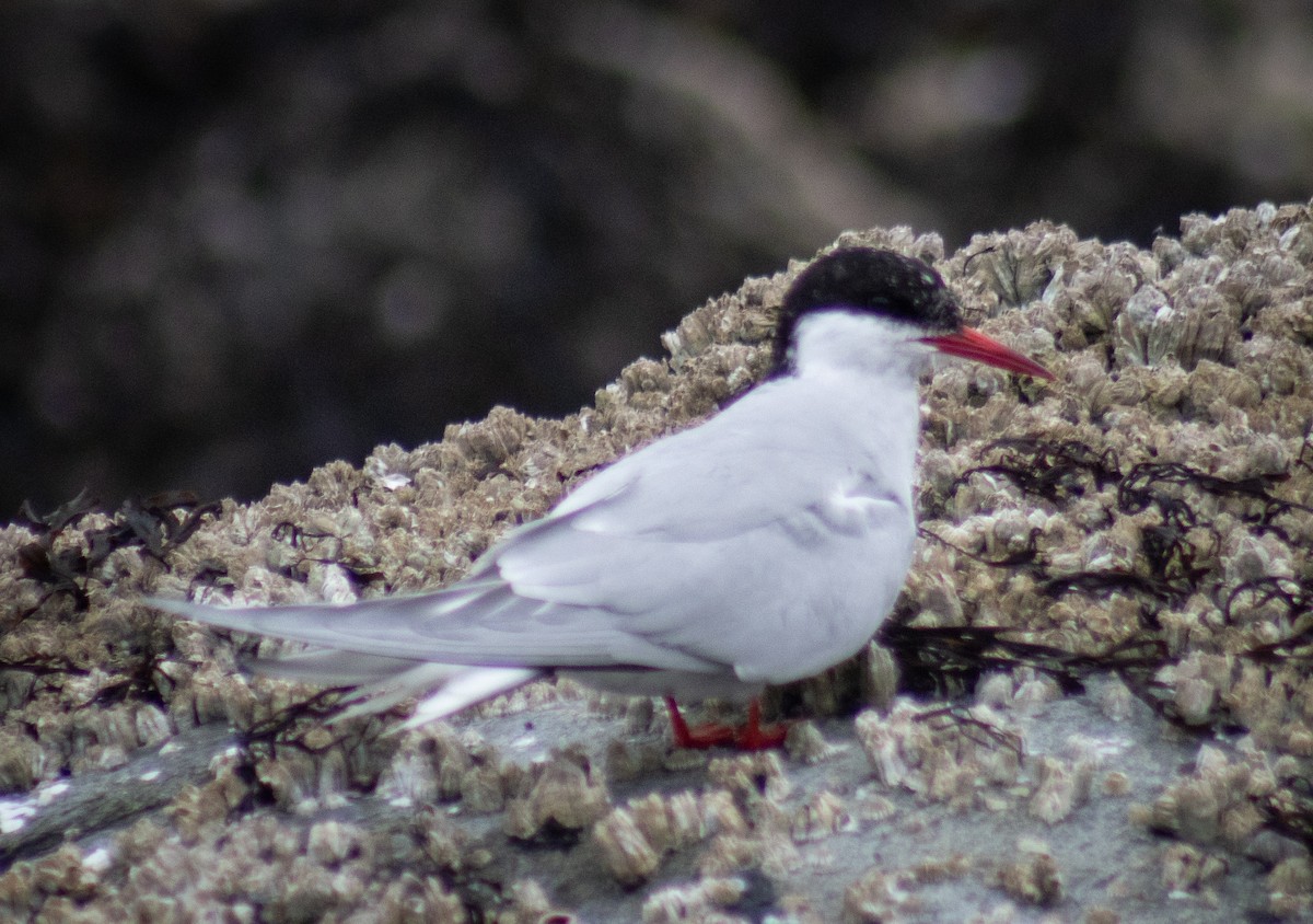 Arctic Tern - ML620191472