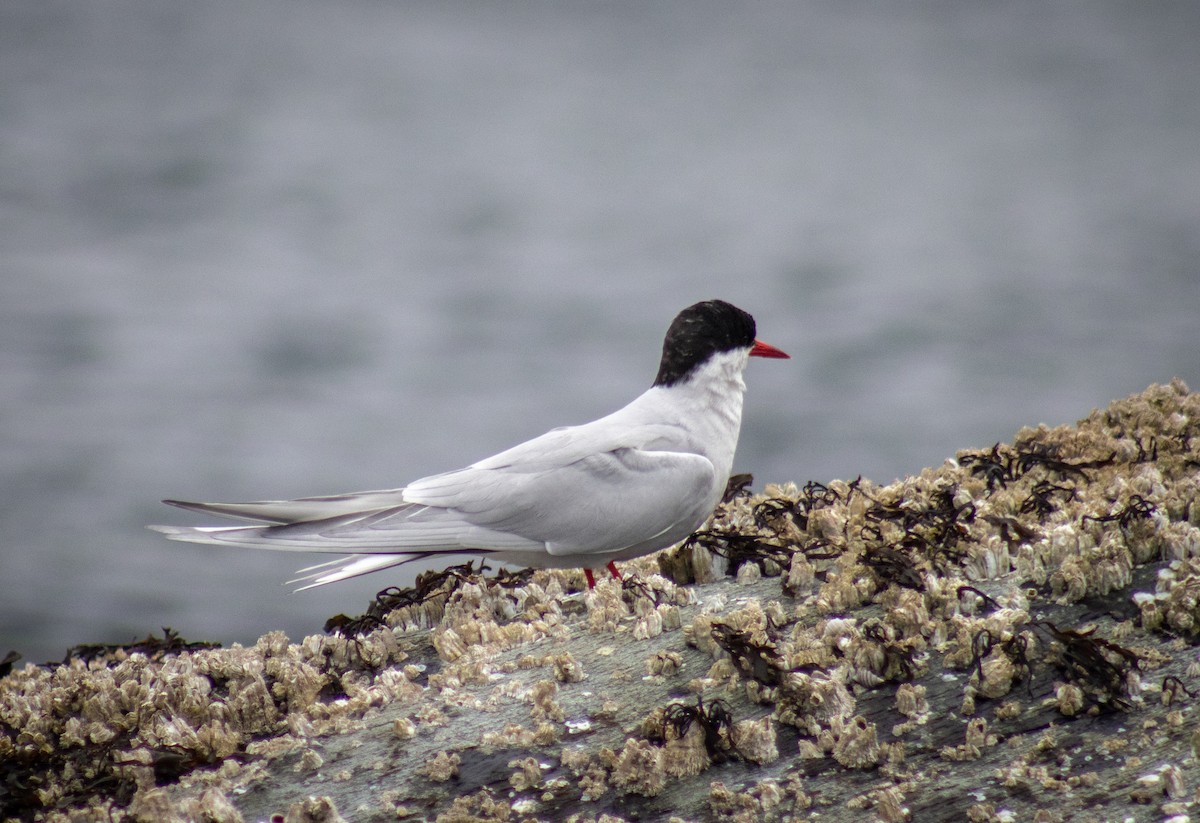 Arctic Tern - Delaney Murphy