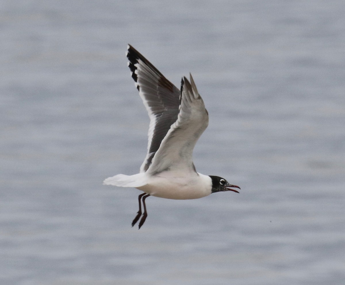 Franklin's Gull - ML620191474