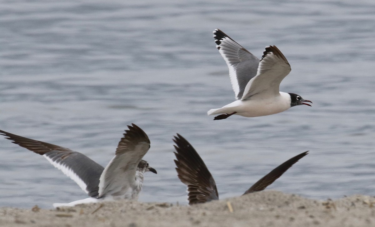 Franklin's Gull - ML620191476