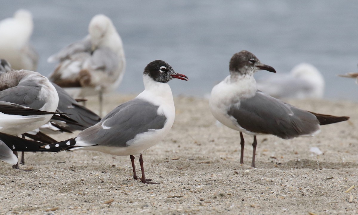 Franklin's Gull - ML620191477