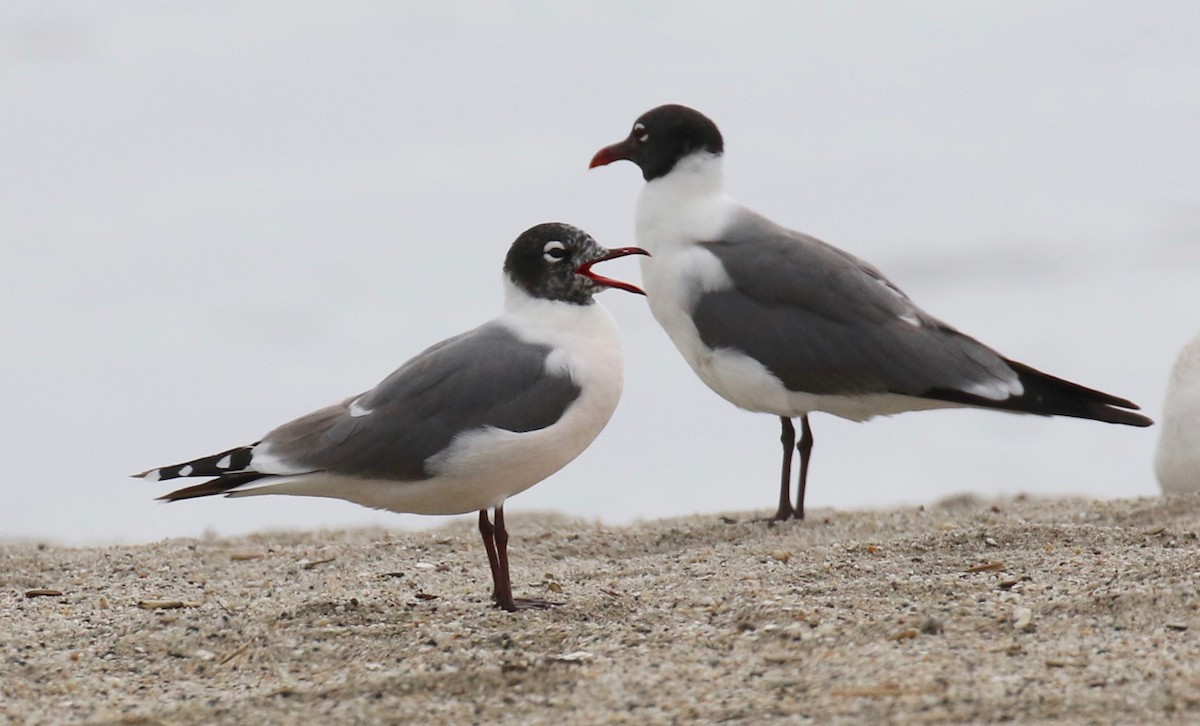 Franklin's Gull - ML620191481