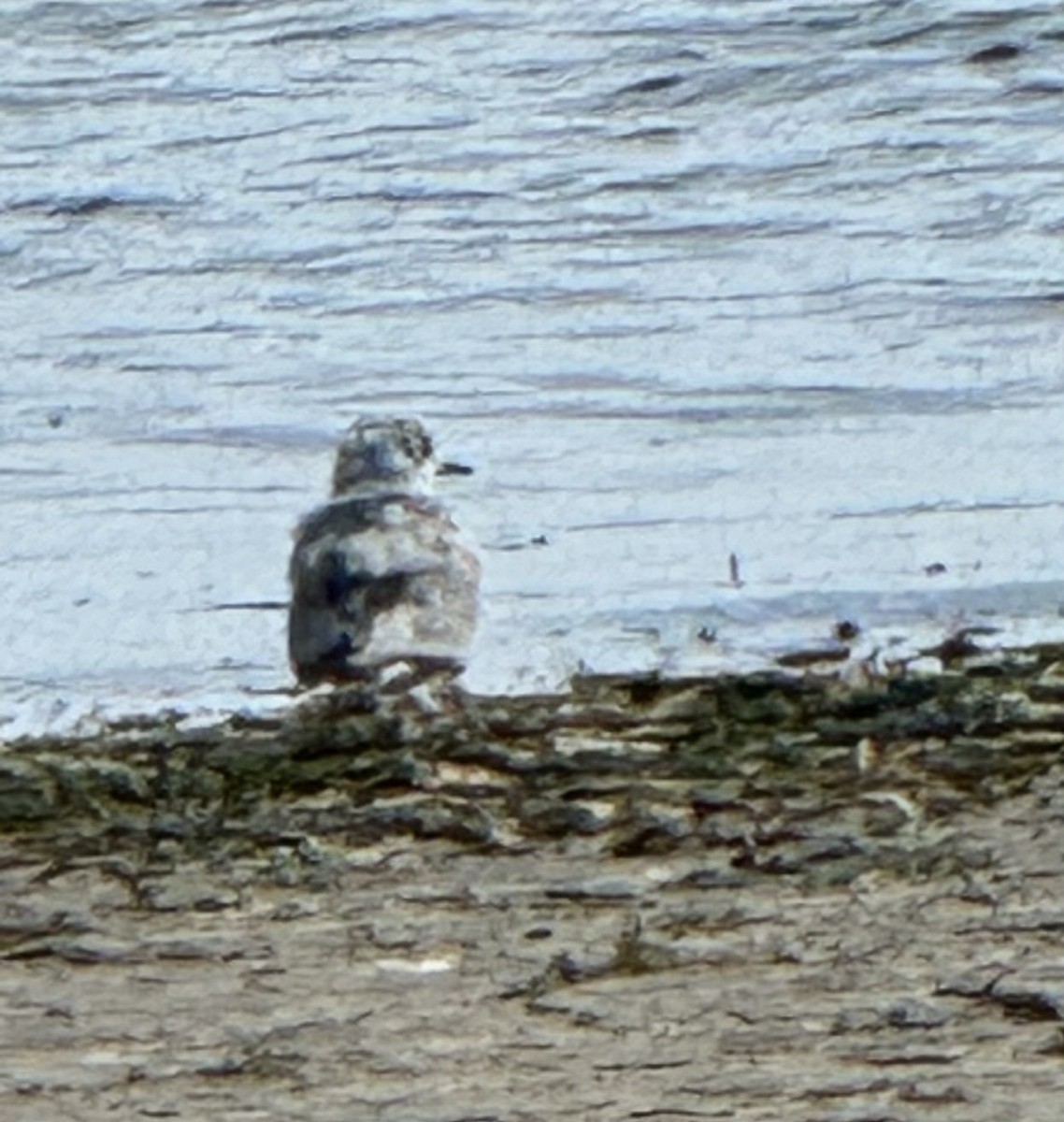 Short-billed Gull - ML620191490