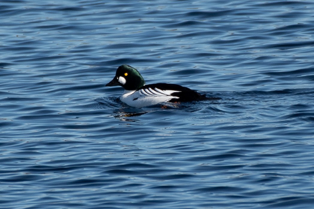 Garrot à oeil d'or - ML620191491