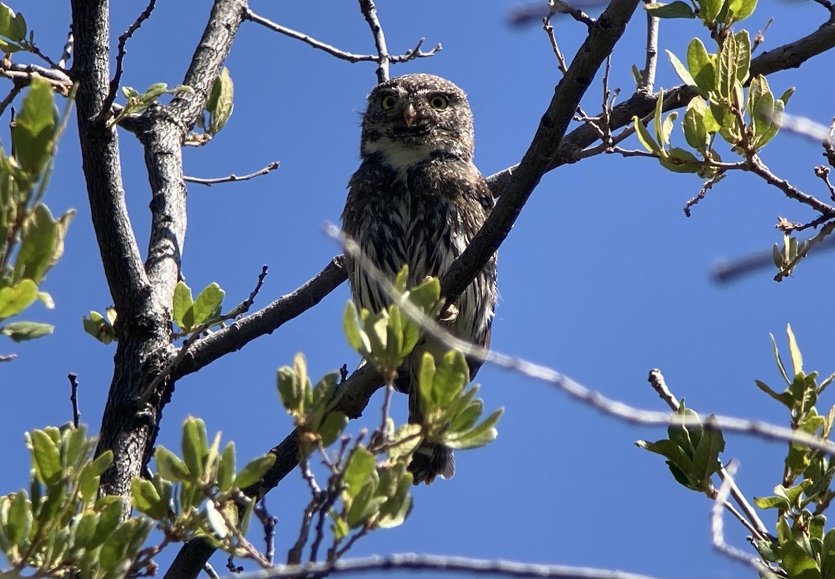 Northern Pygmy-Owl (Mountain) - ML620191496