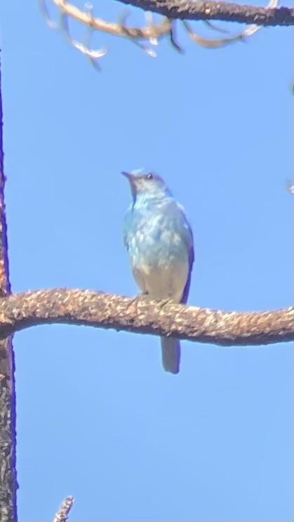 Mountain Bluebird - Dominik Mosur