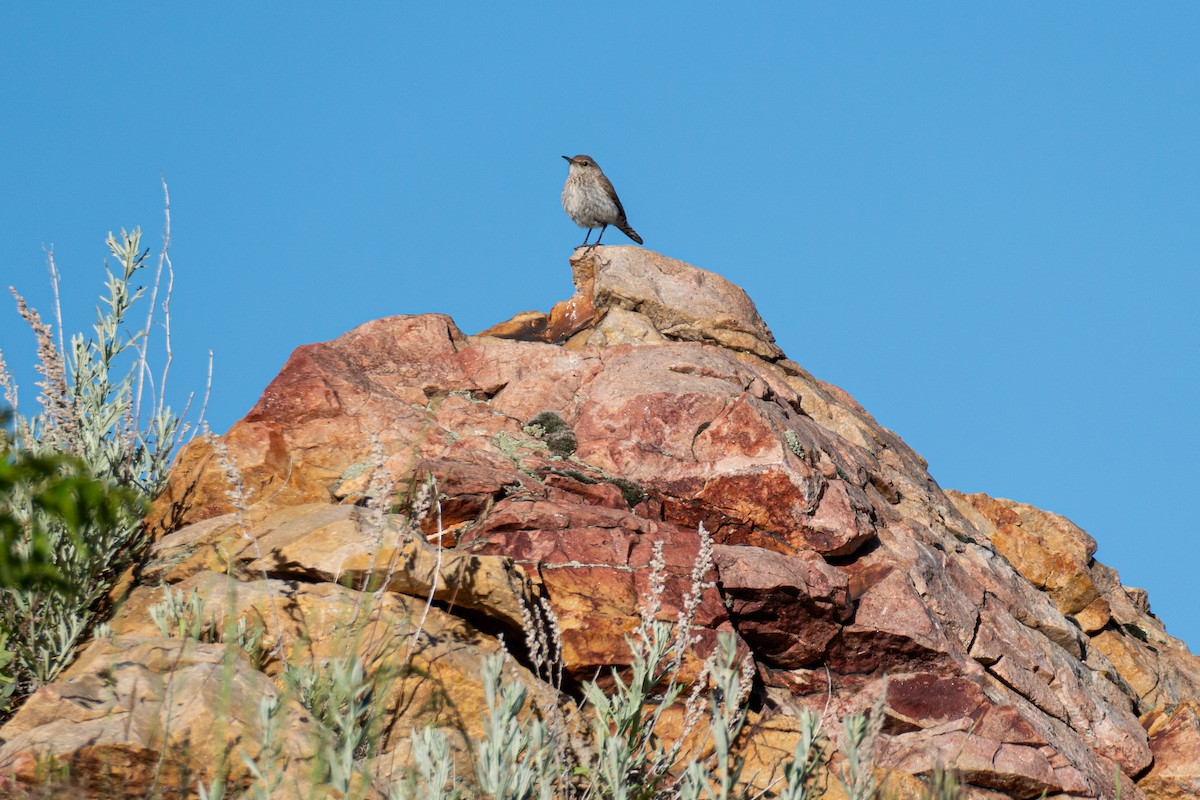 Rock Wren - ML620191518