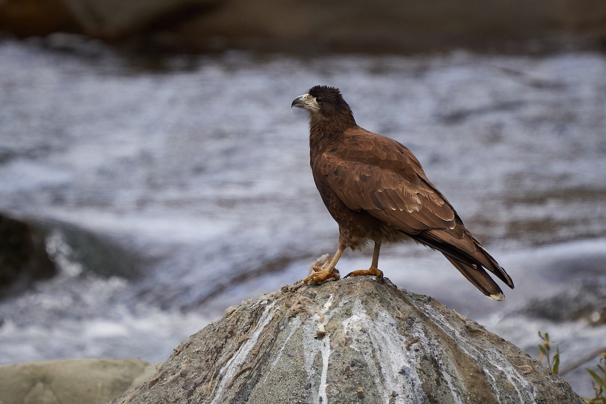 Mountain Caracara - Hederd Torres García