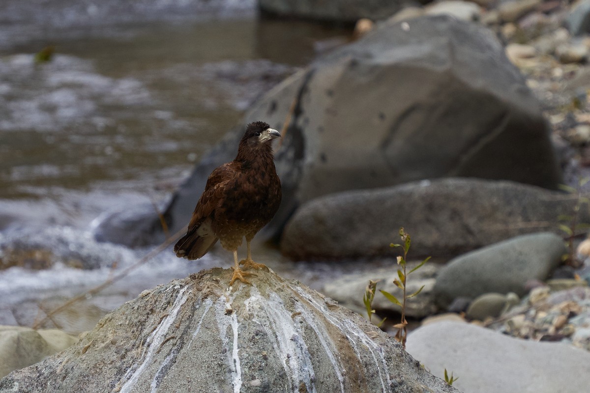 Mountain Caracara - ML620191528