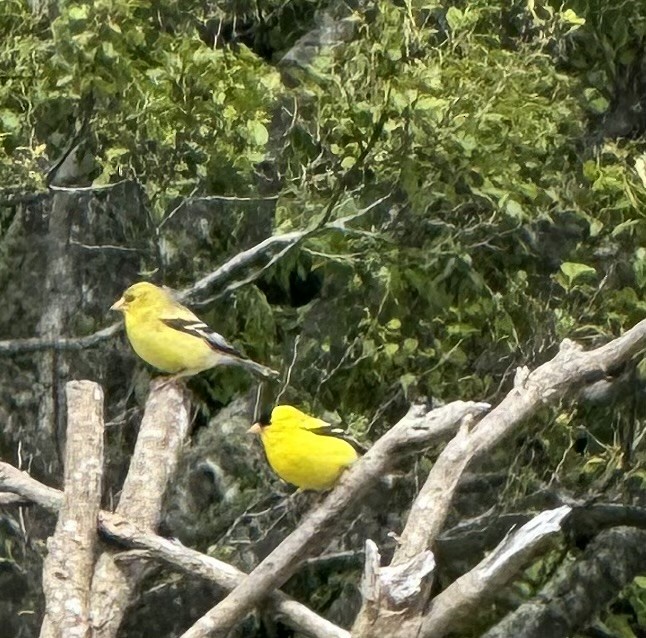 American Goldfinch - ML620191535