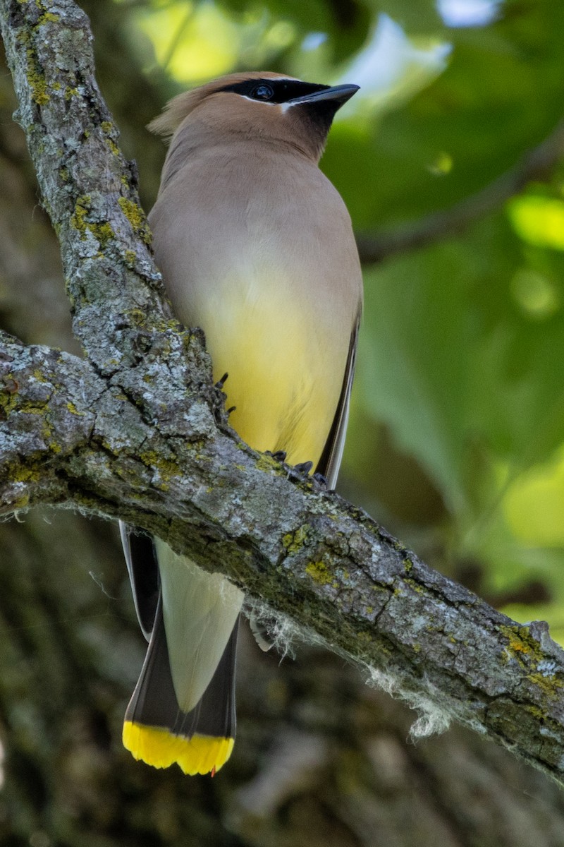 Cedar Waxwing - ML620191539