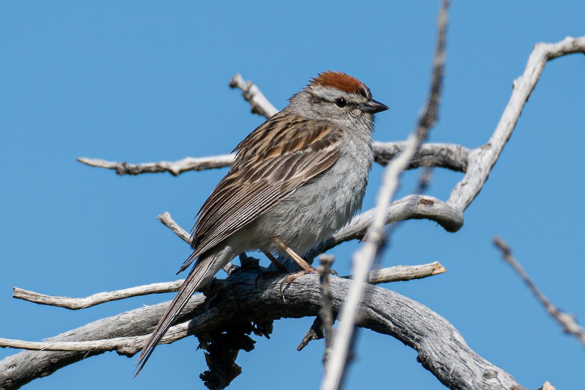 Chipping Sparrow - ML620191547