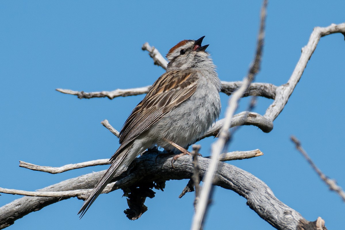 Chipping Sparrow - ML620191548