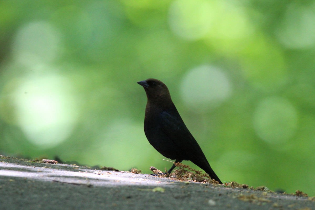 Brown-headed Cowbird - ML620191559