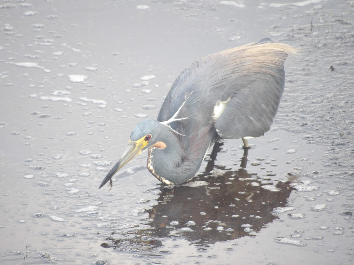 Tricolored Heron - ML620191560