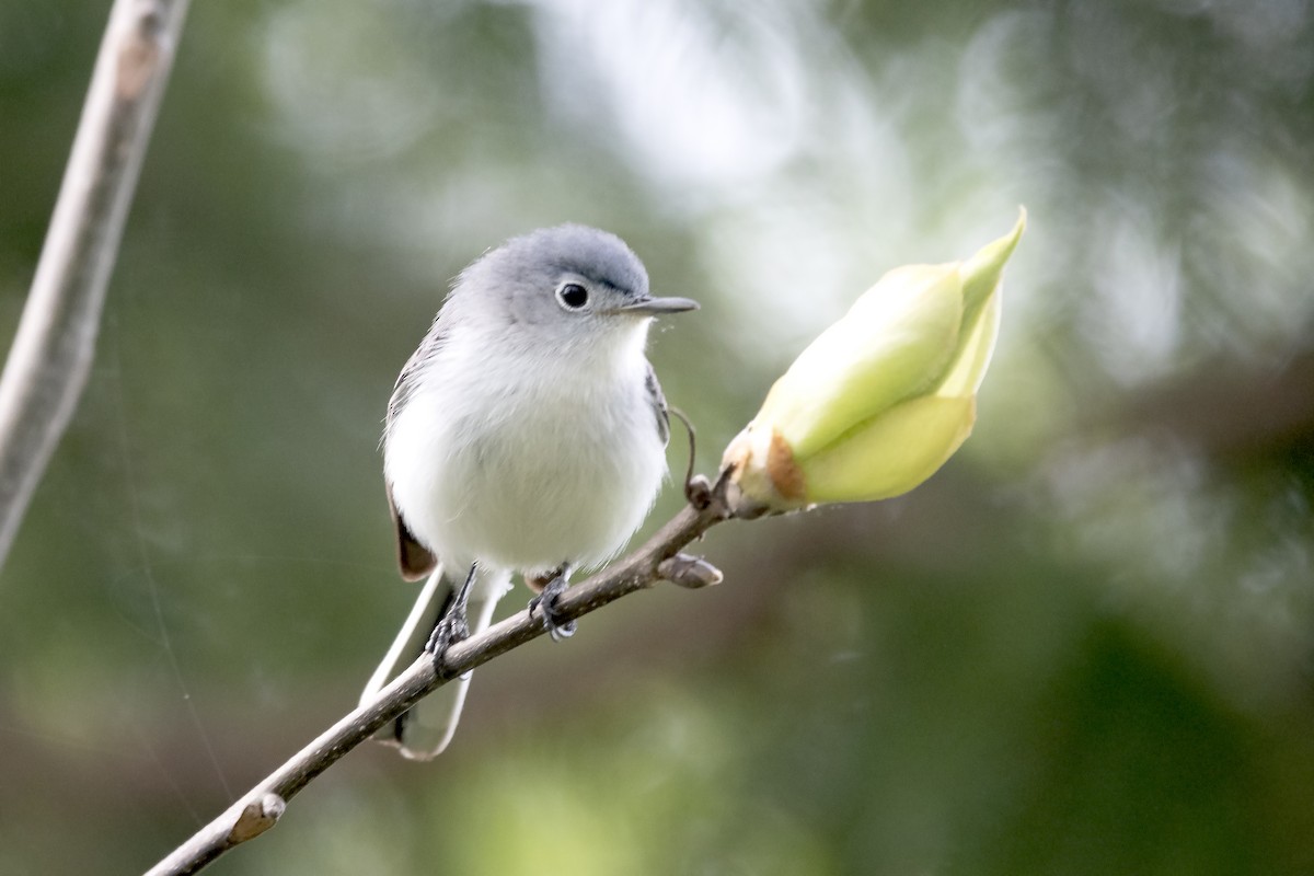 Blue-gray Gnatcatcher - ML620191566