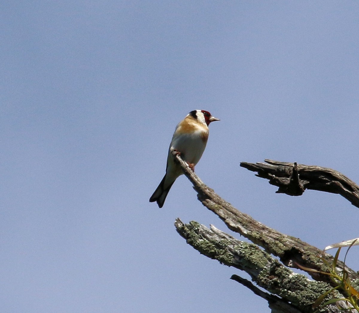 Chardonneret élégant - ML620191580