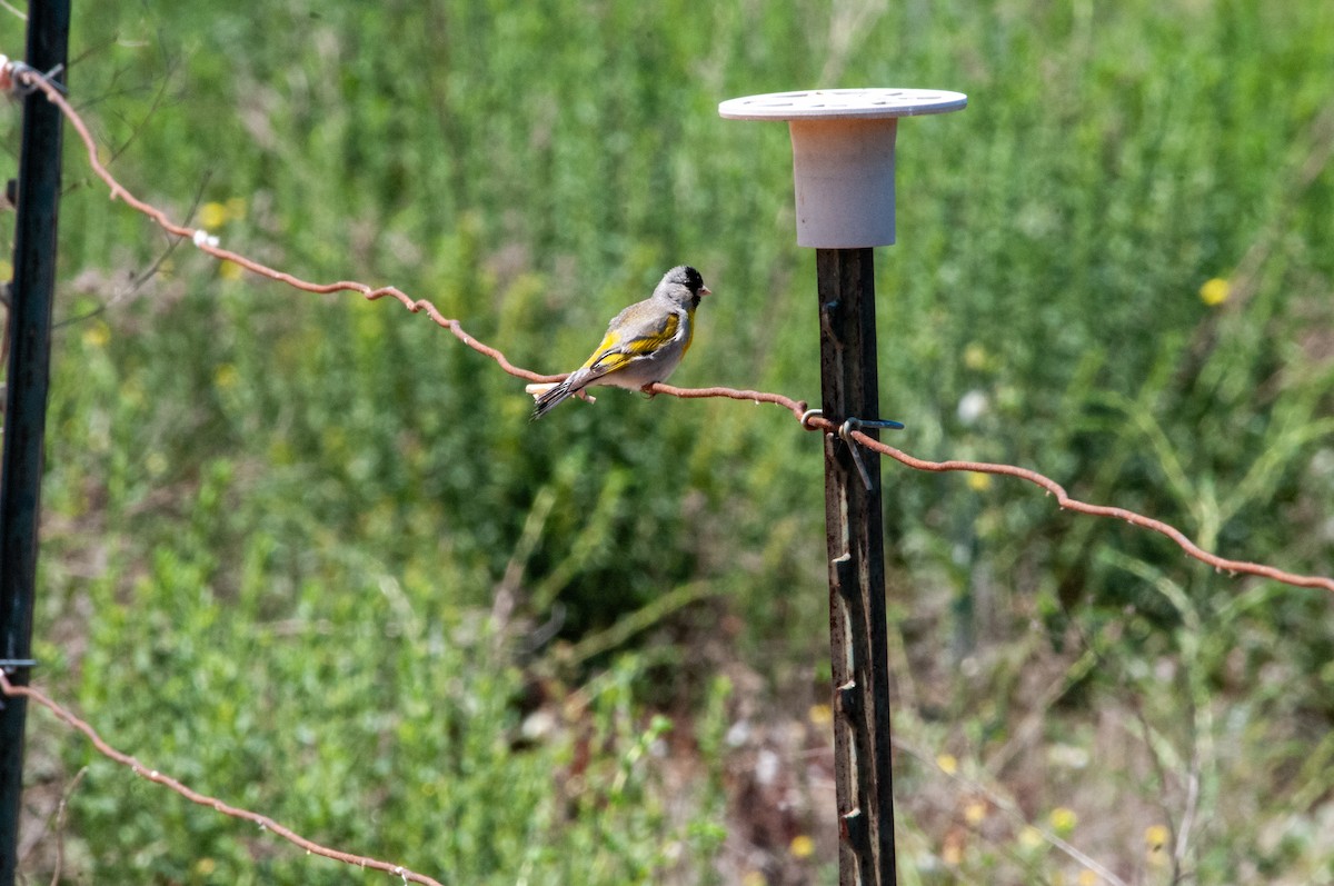 Lawrence's Goldfinch - ML620191581