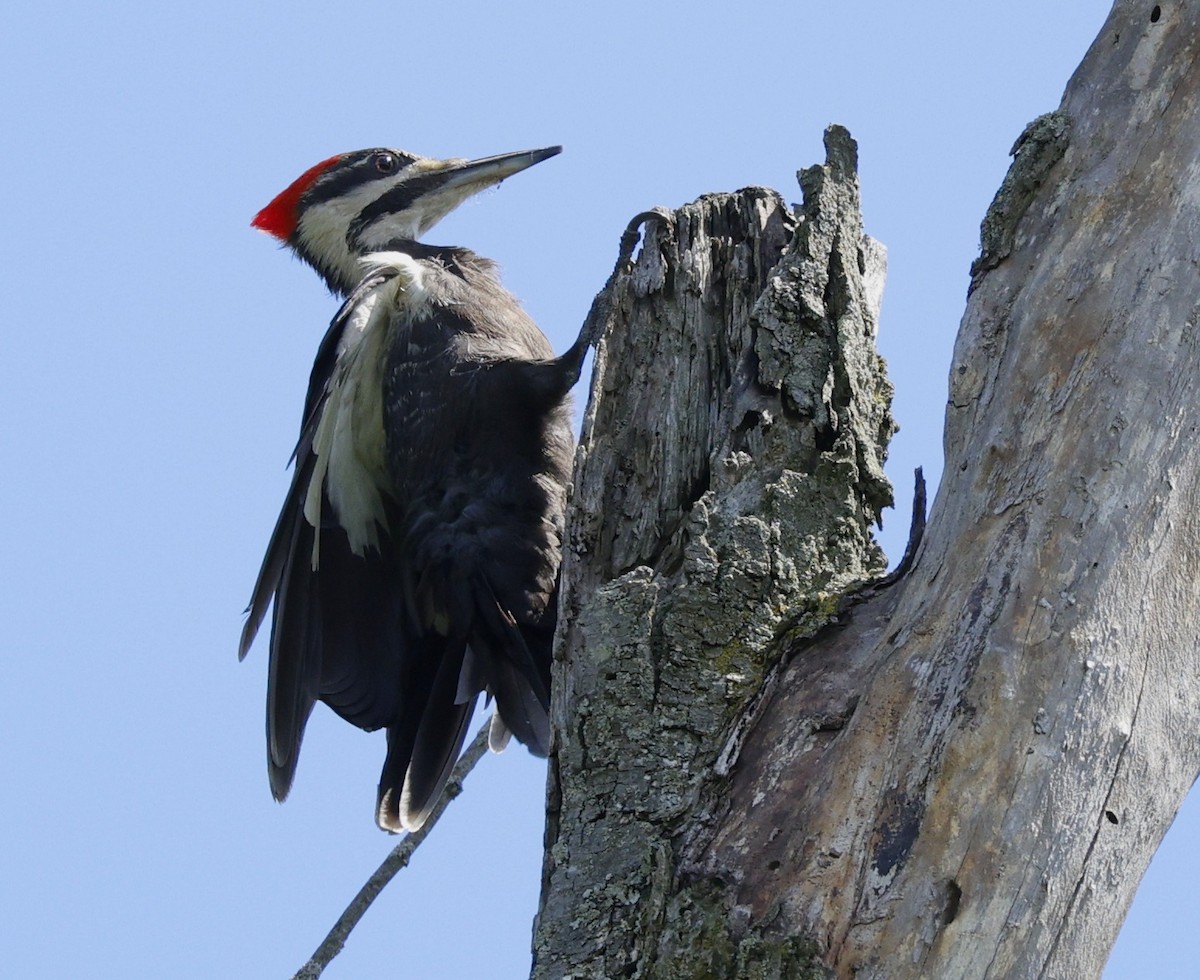 Pileated Woodpecker - ML620191585