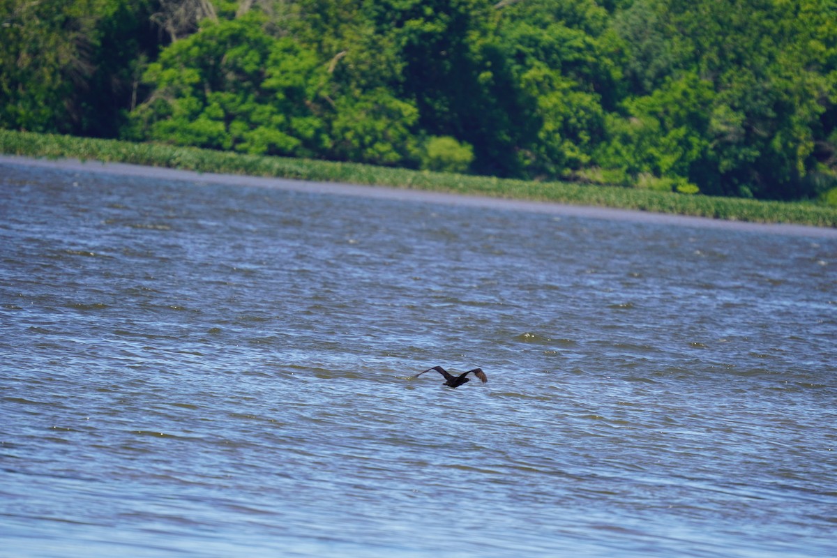 Double-crested Cormorant - ML620191587