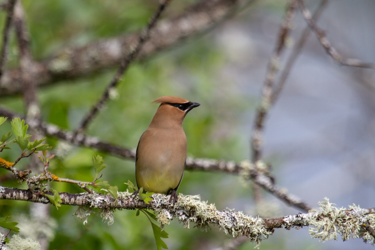 Cedar Waxwing - ML620191598