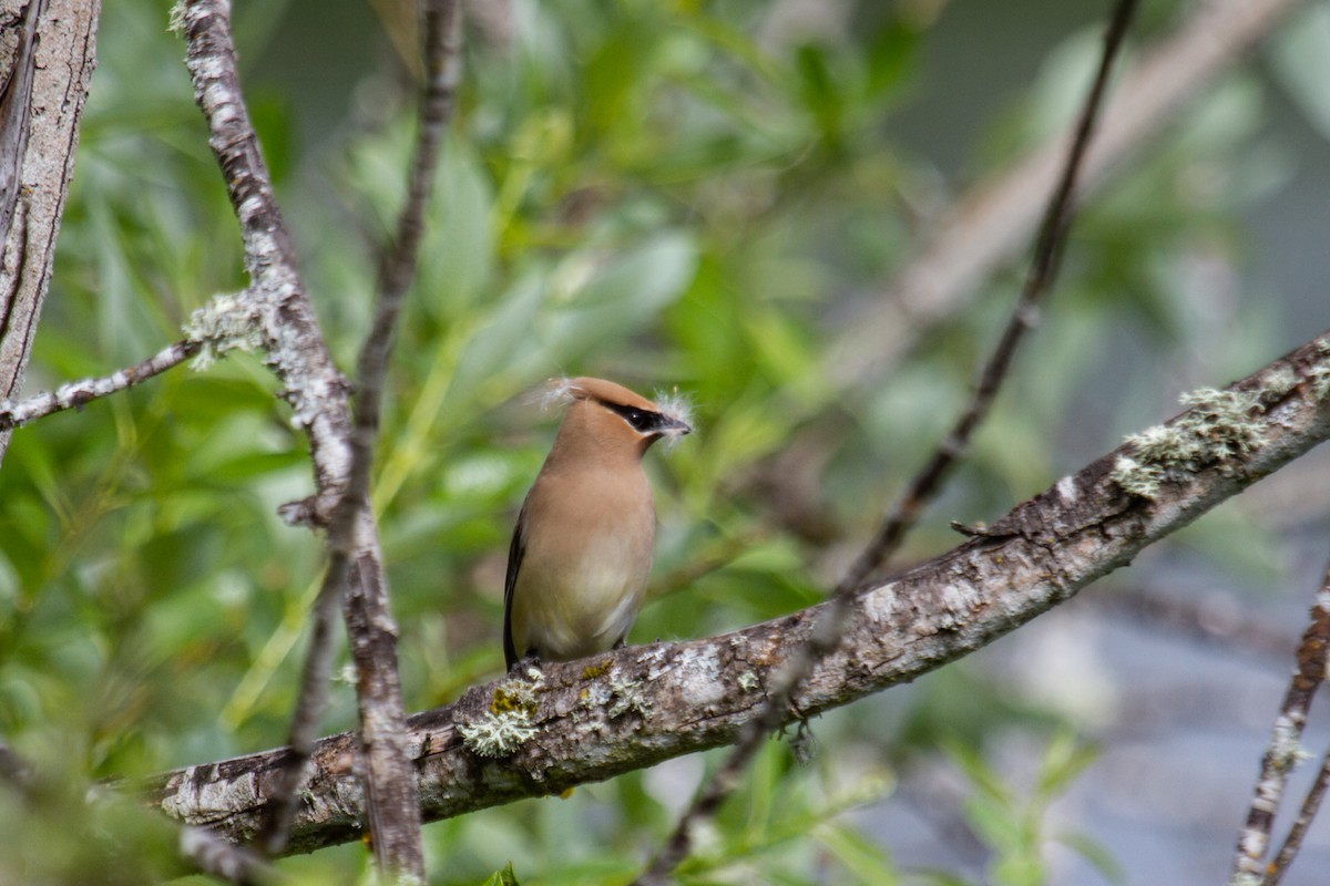 Cedar Waxwing - ML620191599