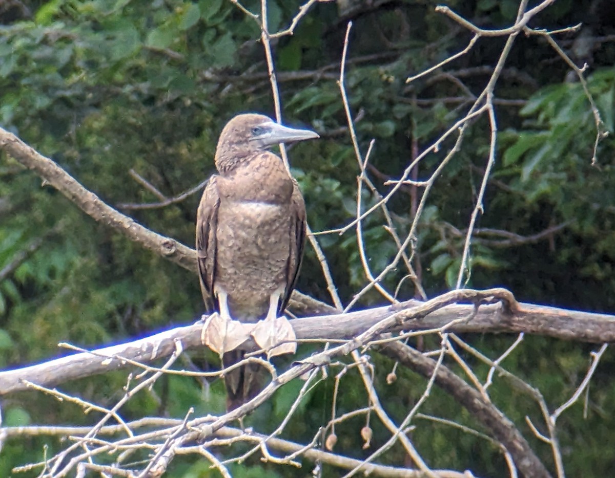 Brown Booby - ML620191605