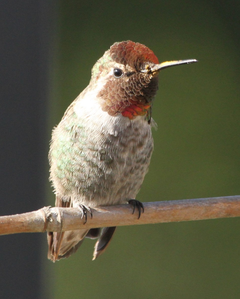 Anna's Hummingbird - ML620191611