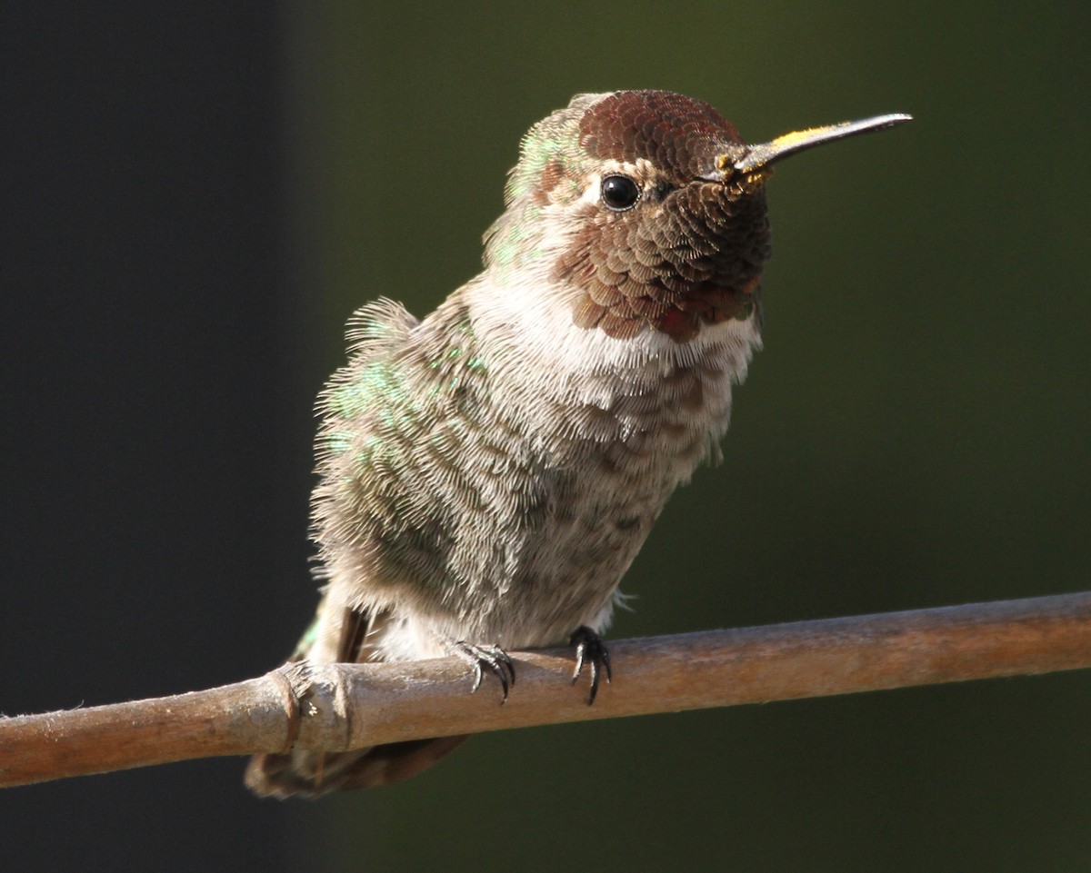 Anna's Hummingbird - ML620191612