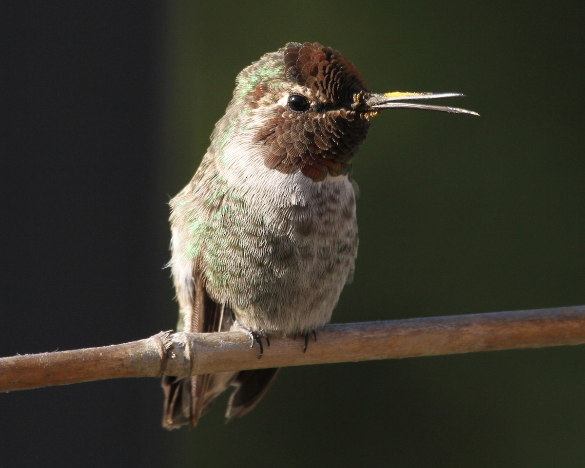 Anna's Hummingbird - ML620191614
