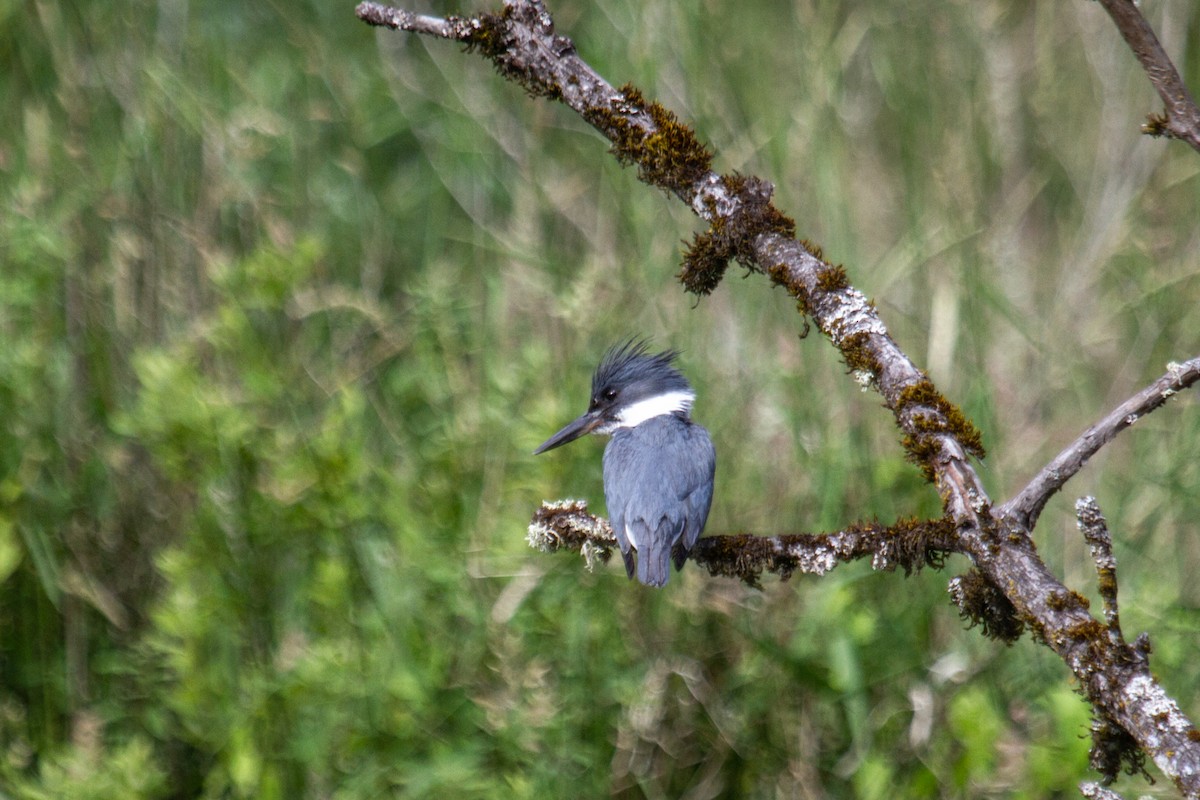 Belted Kingfisher - ML620191615