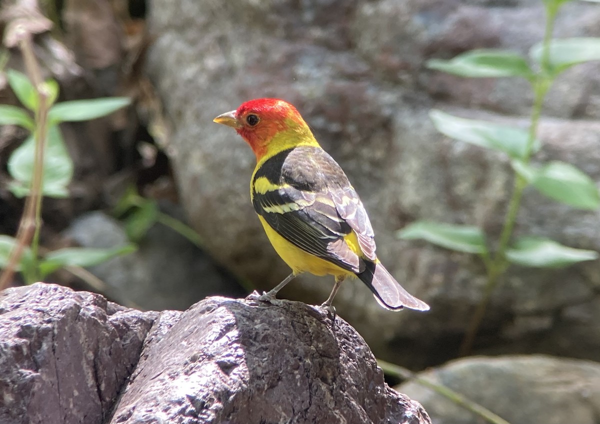 Western Tanager - ML620191618
