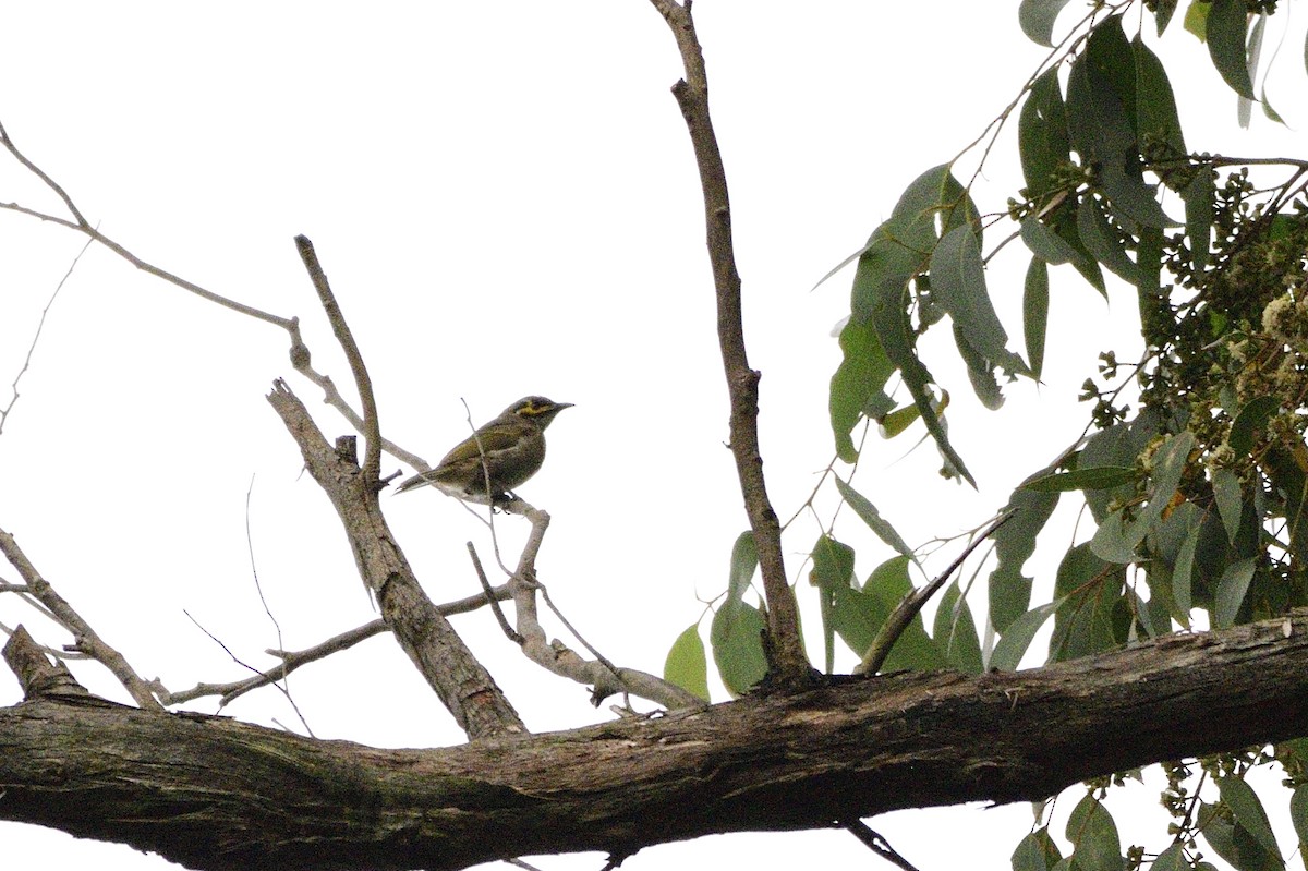 Yellow-faced Honeyeater - ML620191627