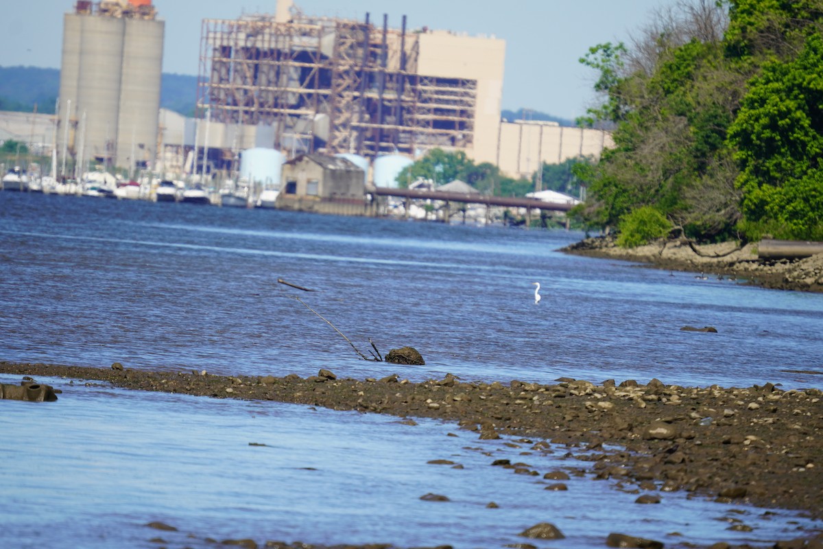 Great Egret - ML620191632