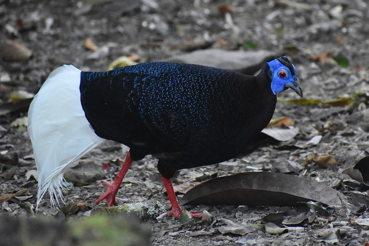 Bulwer's Pheasant - ML620191635