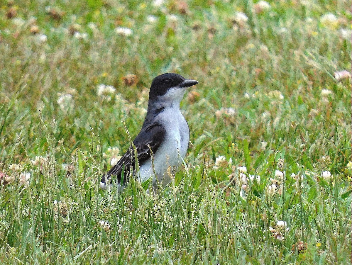 Eastern Kingbird - ML620191636