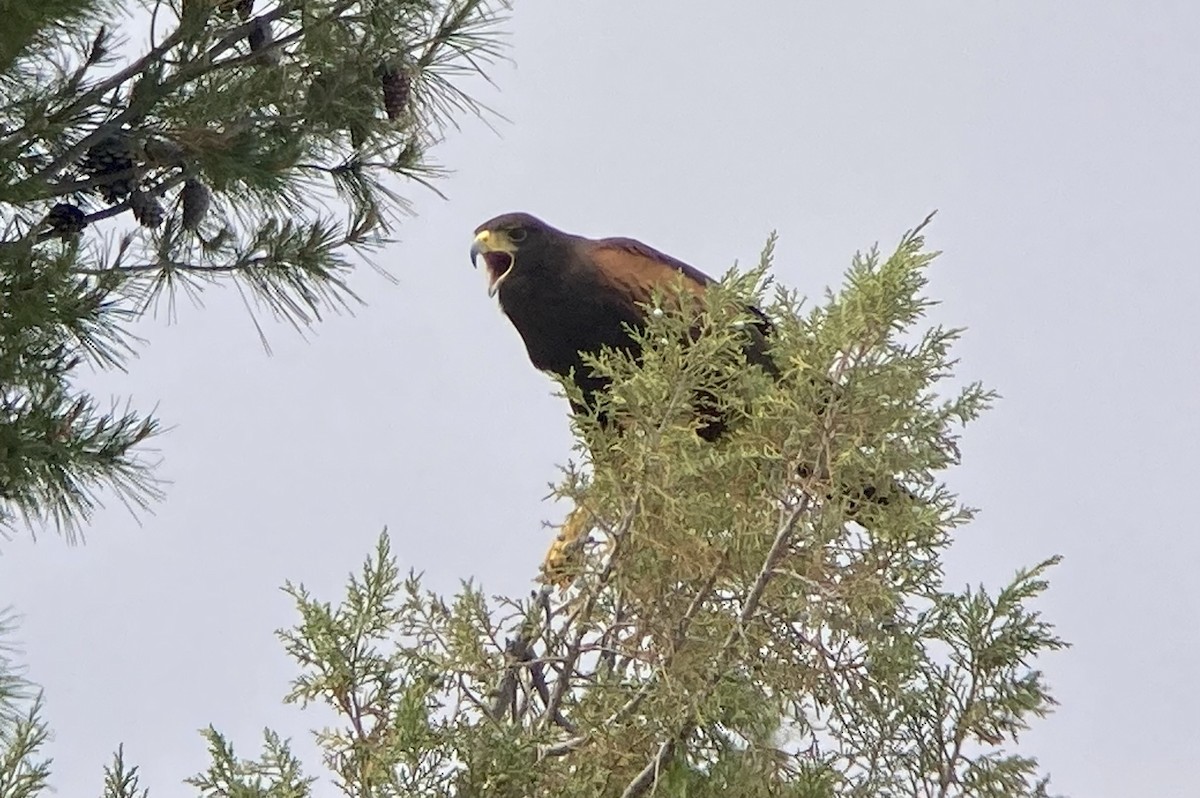 Wüstenbussard - ML620191652